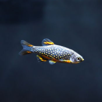 Perlhuhnbärbling, Danio margaritatus / Celestichthys margaritatus